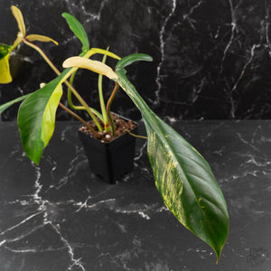 Philodendron 'Joepii' Variegated (wk41-L348)