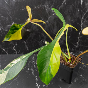 Philodendron 'Joepii' Variegated (wk41-L348)
