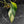 Philodendron 'Joepii' Variegated (wk41-L348)