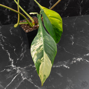 Philodendron 'Joepii' Variegated (wk41-L348)