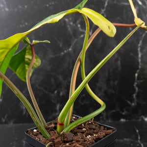 Philodendron 'Joepii' Variegated (wk41-L348)