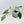 Philodendron 'Joepii' Variegated - Mother Plant (wk42-L375)