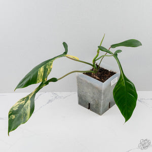 Philodendron 'Joepii' Variegated - Mother Plant (wk42-L375)