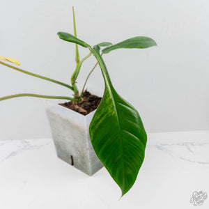 Philodendron 'Joepii' Variegated - Mother Plant (wk42-L375)