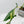 Philodendron 'Joepii' Variegated - Mother Plant (wk42-L375)