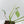 Philodendron 'Joepii' Variegated - Mother Plant (wk42-L375)