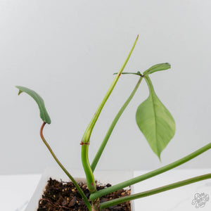 Philodendron 'Joepii' Variegated - Mother Plant (wk42-L375)