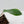 Philodendron 'Joepii' Variegated - Mother Plant (wk42-L375)