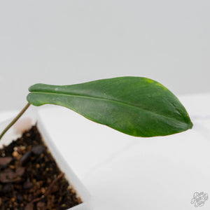 Philodendron 'Joepii' Variegated - Mother Plant (wk42-L375)