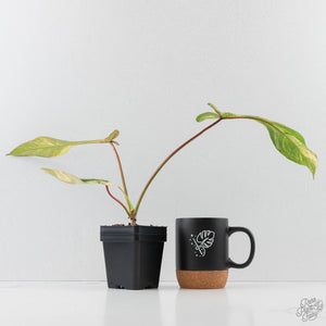 Philodendron 'Joepii' Variegated (wk43-L388)