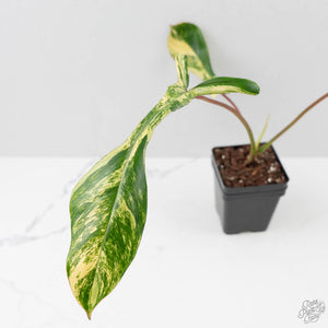 Philodendron 'Joepii' Variegated (wk43-L388)