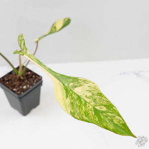 Philodendron 'Joepii' Variegated (wk43-L388)