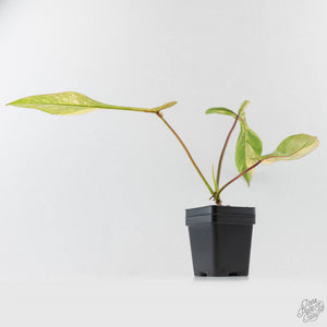 Philodendron 'Joepii' Variegated (wk43-L388)