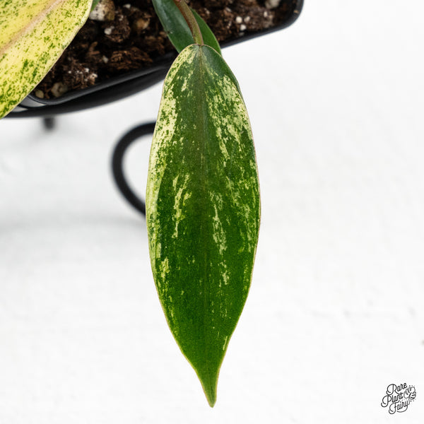 Philodendron 'Joepii' Variegated (wk48-G)