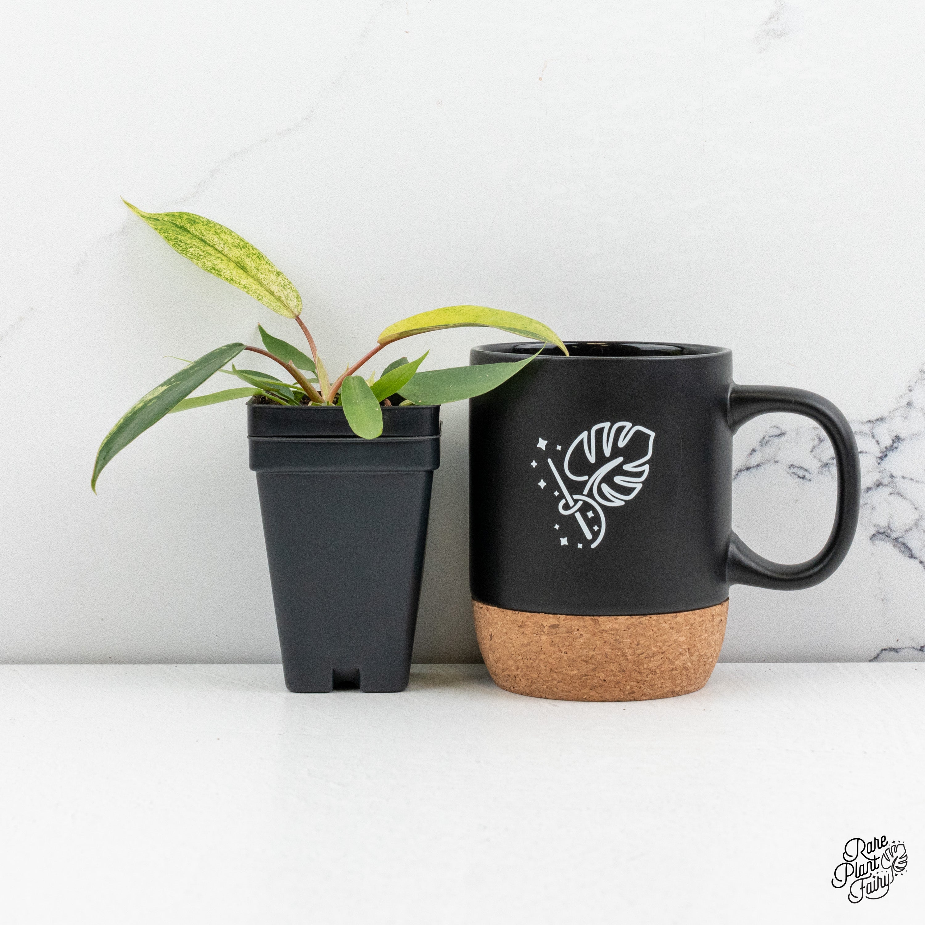philodendron coffee Philodendron Joepii variegated *Grower's Choice*