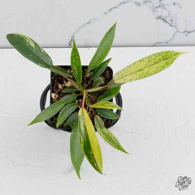 Philodendron Joepii variegated *Grower's Choice*