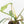 Philodendron 'Joepii' Mint Variegated (wk15-B)