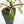 Philodendron 'Joepii' Mint Variegated (wk15-B)