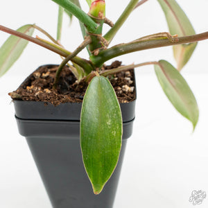 Philodendron 'Joepii' Mint Variegated (wk15-B)