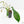 Philodendron 'Joepii' Mint Variegated (wk15-B)