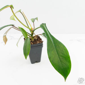 Philodendron 'Joepii' Mint Variegated (wk15-B)