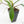 Philodendron 'Joepii' Mint Variegated (wk15-B)