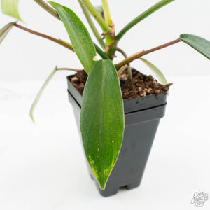 Philodendron 'Joepii' Mint Variegated (wk15-B)