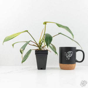 Philodendron 'Joepii' Mint Variegated (wk15-B)