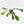 Philodendron 'Joepii' Mint Variegated (wk15-B)