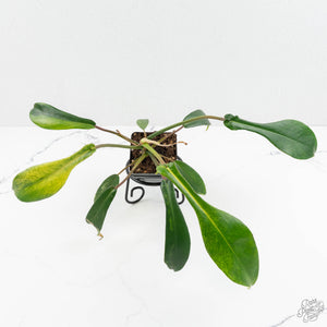 Philodendron 'Joepii' Mint Variegated (wk15-B)