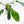 Philodendron 'Joepii' Mint Variegated (wk15-B)