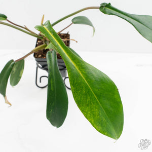 Philodendron 'Joepii' Mint Variegated (wk15-B)