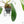 Philodendron 'Joepii' Mint Variegated (wk15-B)