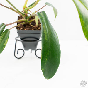 Philodendron 'Joepii' Mint Variegated (wk15-B)