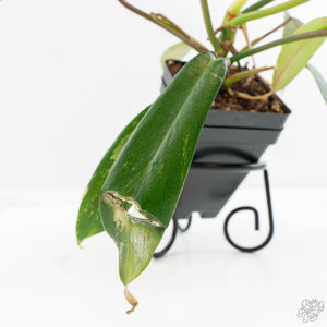 Philodendron 'Joepii' Mint Variegated (wk15-B)