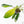 Philodendron 'Joepii' Mint Variegated (wk15-B)