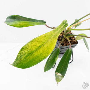 Philodendron 'Joepii' Mint Variegated (wk15-B)