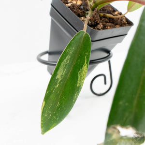 Philodendron 'Joepii' Mint Variegated (wk15-B)