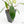 Philodendron 'Joepii' Mint Variegated (wk15-B)