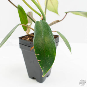 Philodendron 'Joepii' Mint Variegated (wk15-B)