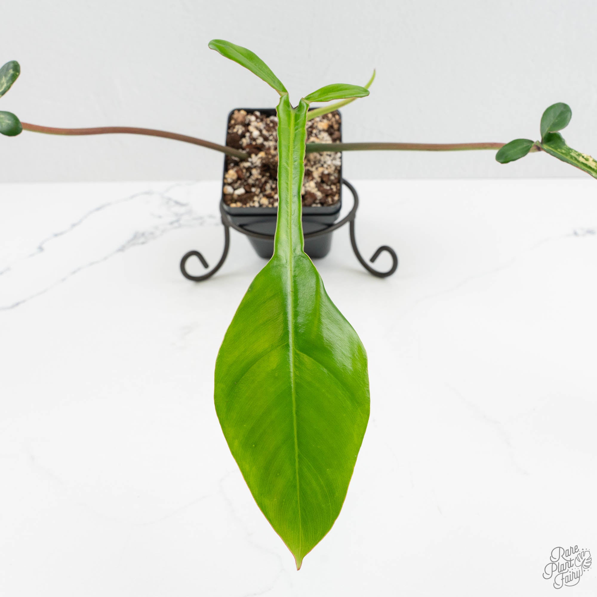 Philodendron 'Joepii' Variegated (wk15-Q) – Rare Plant Fairy