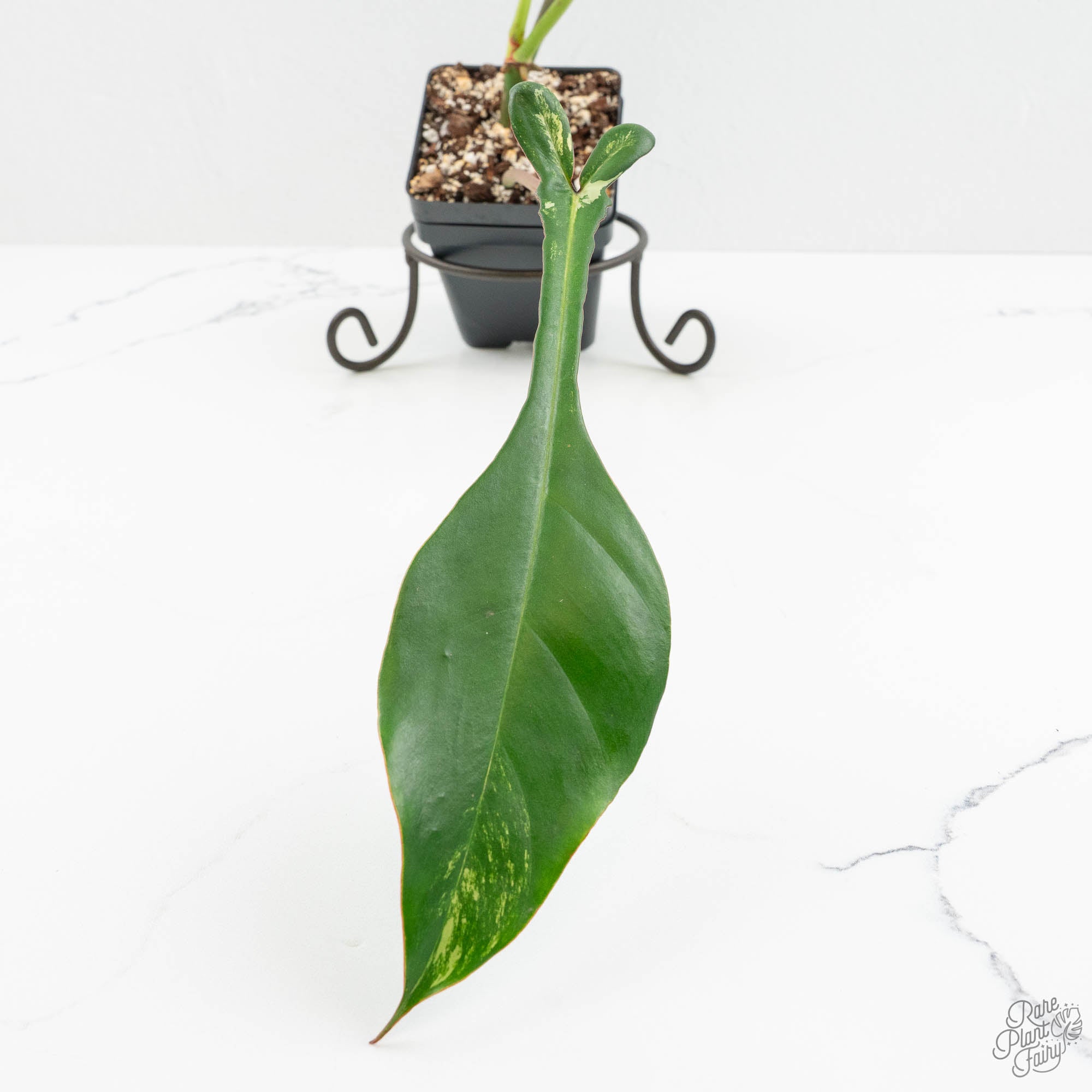 Philodendron 'Joepii' Variegated (wk15-Q) – Rare Plant Fairy