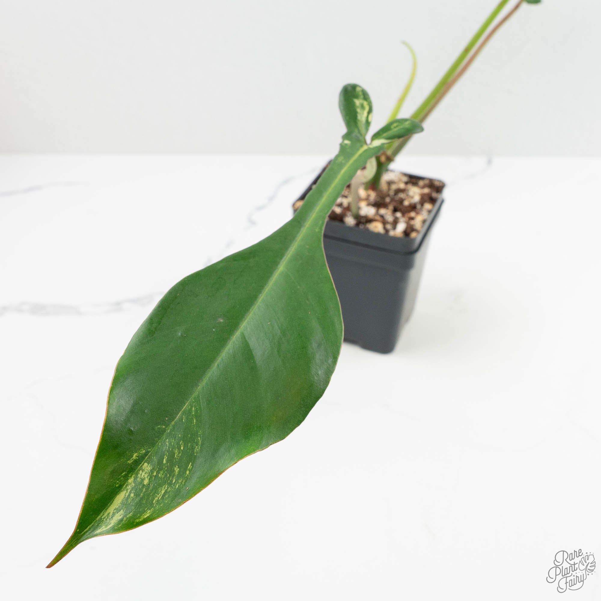 Philodendron 'Joepii' Variegated (wk15-Q) – Rare Plant Fairy