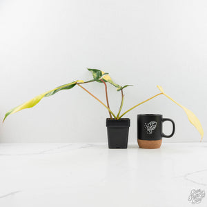Philodendron 'Joepii' Variegated (wk16-K)