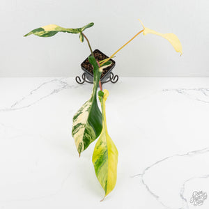 Philodendron 'Joepii' Variegated (wk16-K)