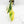 Philodendron 'Joepii' Variegated (wk16-K)