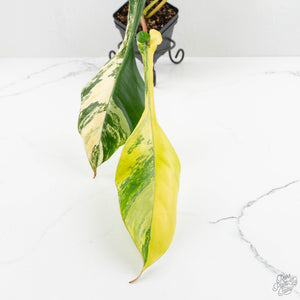 Philodendron 'Joepii' Variegated (wk16-K)