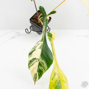 Philodendron 'Joepii' Variegated (wk16-K)