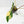 Philodendron 'Joepii' Variegated (wk16-K)