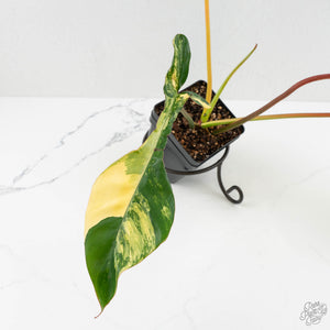 Philodendron 'Joepii' Variegated (wk16-K)